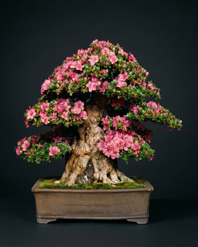 Azaleia coberta de flores cor-de-rosa em vaso de cerâmica