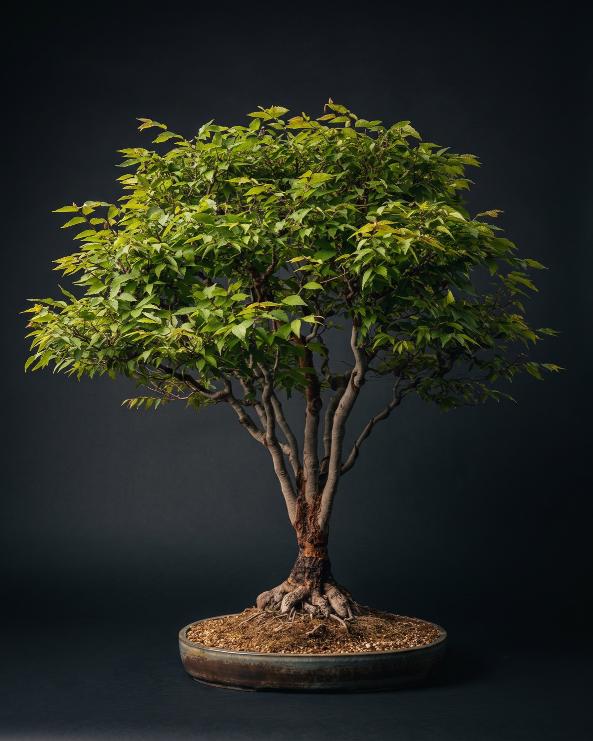 Zelkova de copa verde aberta em forma de vassoura plantada em vaso raso oval